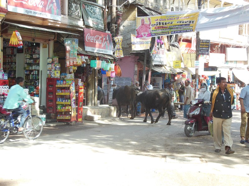 runderen in varanasi.jpg - We zijn in Varanasi, de stad aan de heilige rivier De Ganges. We verblijven in hotel Palace on Ganges, een mooi hotel dat vlak aan de Ganges ligt en aan het einde van de hele rij Ghats.Meteen achter en naast het hotel beginnen de drukke straatjes met allemaal winkels en stalletjes. In verhouding weinig auto verkeer hier. De meeste mensen lopen of fietsen in dit deel van Varanasi.